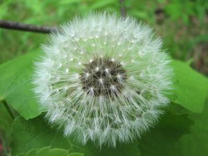 Anticipatory Grief__Dandelion_clock on leaves__http commons wikipedia org